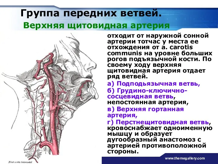 www.themegallery.com Группа передних ветвей. Верхняя щитовидная артерия отходит от наружной