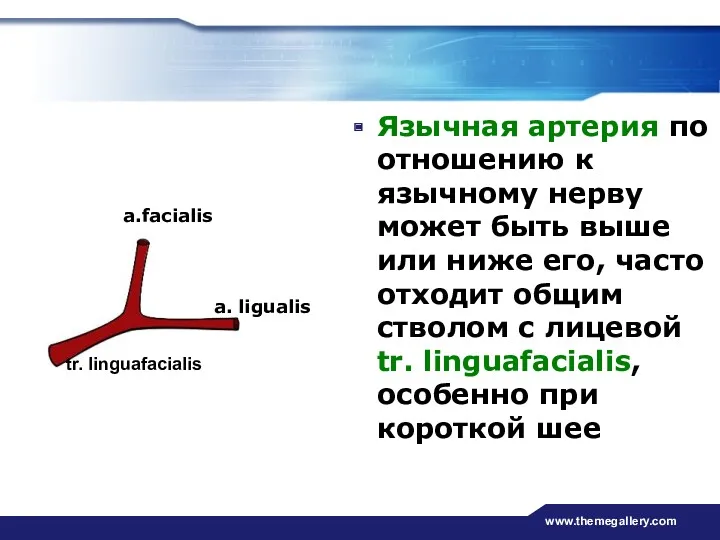 www.themegallery.com Язычная артерия по отношению к язычному нерву может быть