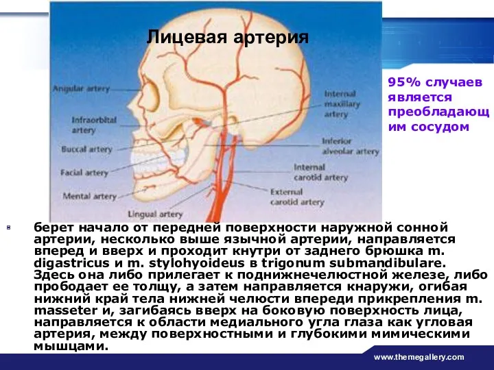 www.themegallery.com Лицевая артерия берет начало от передней поверхности наружной сонной