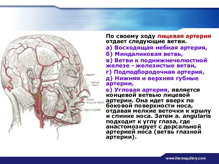 www.themegallery.com По своему ходу лицевая артерия отдает следующие ветви. а)