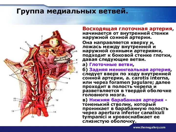 www.themegallery.com Группа медиальных ветвей. Восходящая глоточная артерия, начинается от внутренней