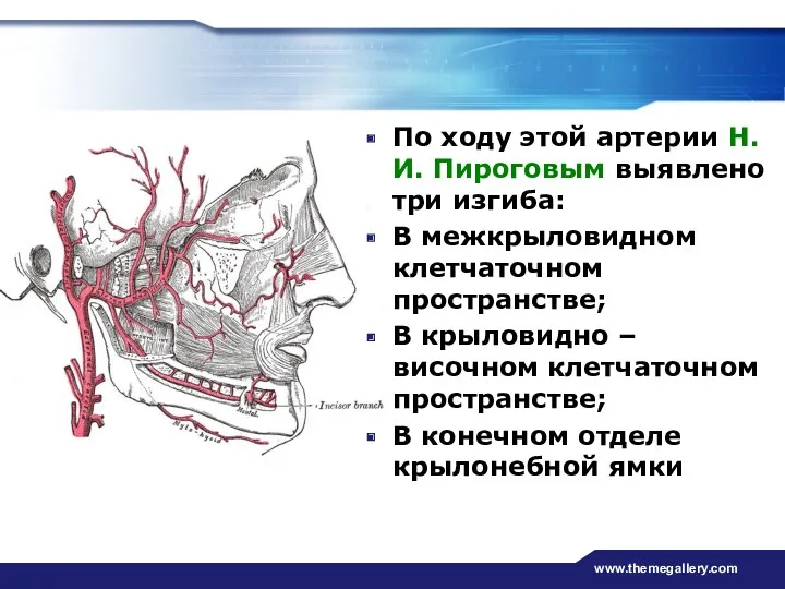 www.themegallery.com По ходу этой артерии Н. И. Пироговым выявлено три
