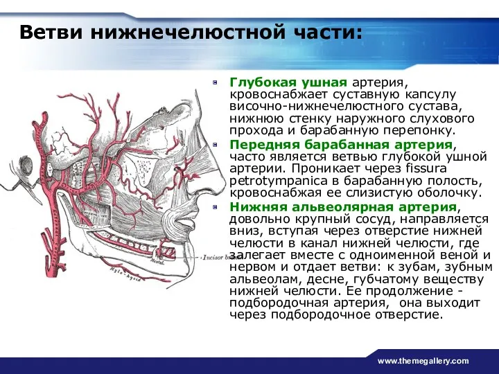 www.themegallery.com Глубокая ушная артерия, кровоснабжает суставную капсулу височно-нижнечелюстного сустава, нижнюю