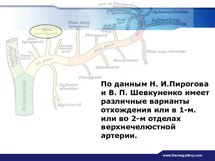 www.themegallery.com По данным Н. И.Пирогова и В. П. Шевкуненко имеет