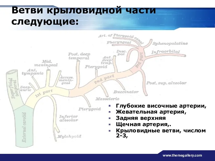 www.themegallery.com Ветви крыловидной части следующие: Глубокие височные артерии, Жевательная артерия,