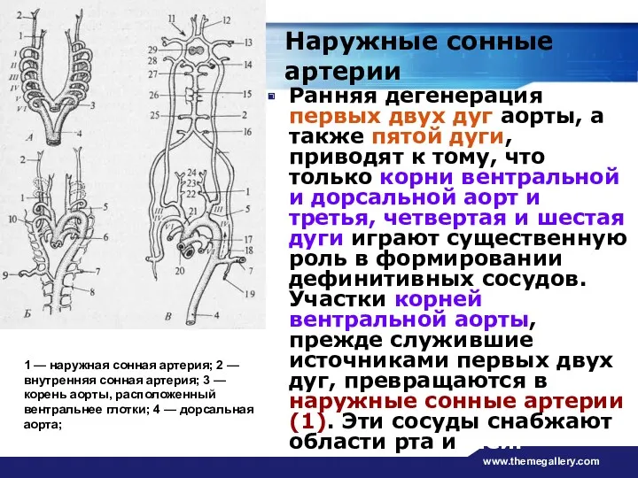 www.themegallery.com Ранняя дегенерация первых двух дуг аорты, а также пятой