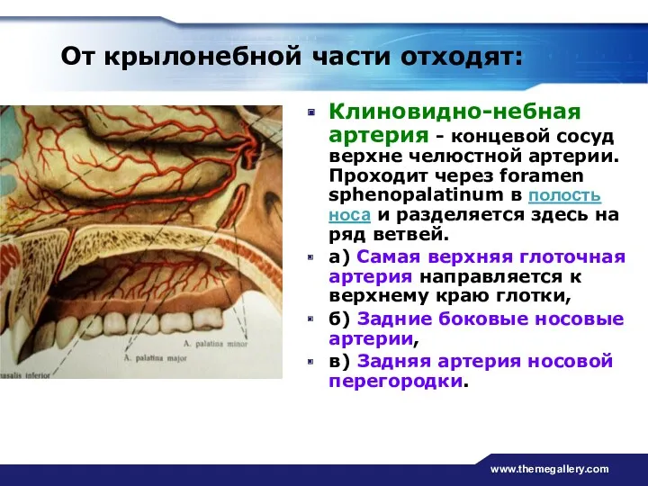 www.themegallery.com От крылонебной части отходят: Клиновидно-небная артерия - концевой сосуд