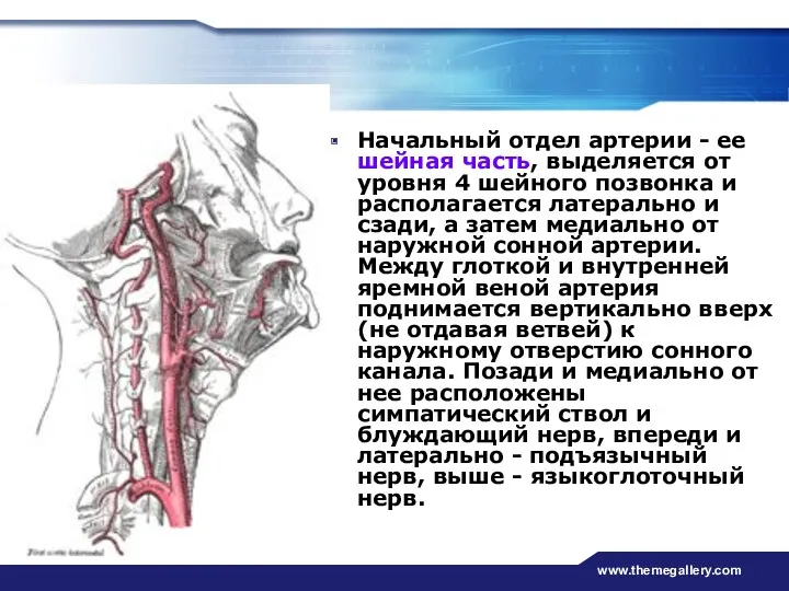 www.themegallery.com Начальный отдел артерии - ее шейная часть, выделяется от