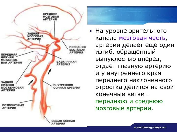 www.themegallery.com На уровне зрительного канала мозговая часть, артерии делает еще