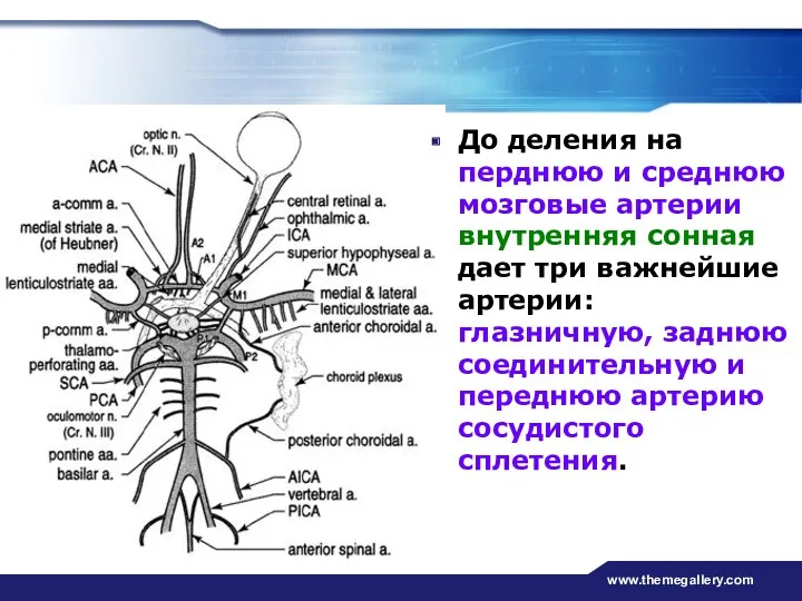 www.themegallery.com До деления на перднюю и среднюю мозговые артерии внутренняя