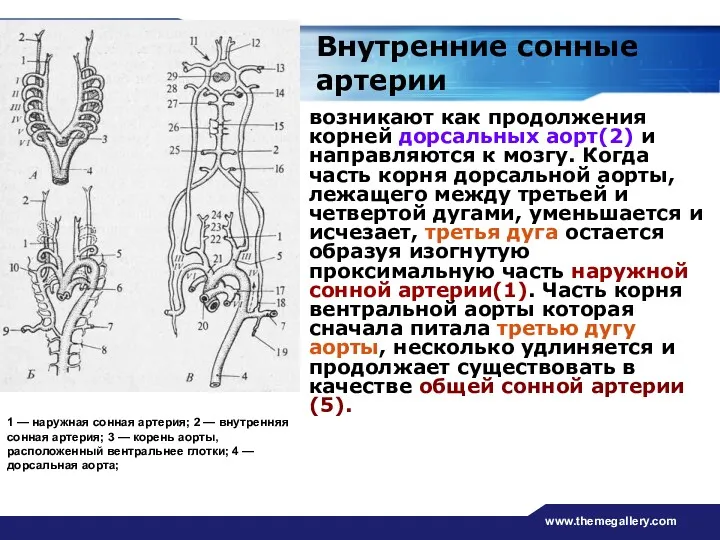 www.themegallery.com возникают как продолжения корней дорсальных аорт(2) и направляются к