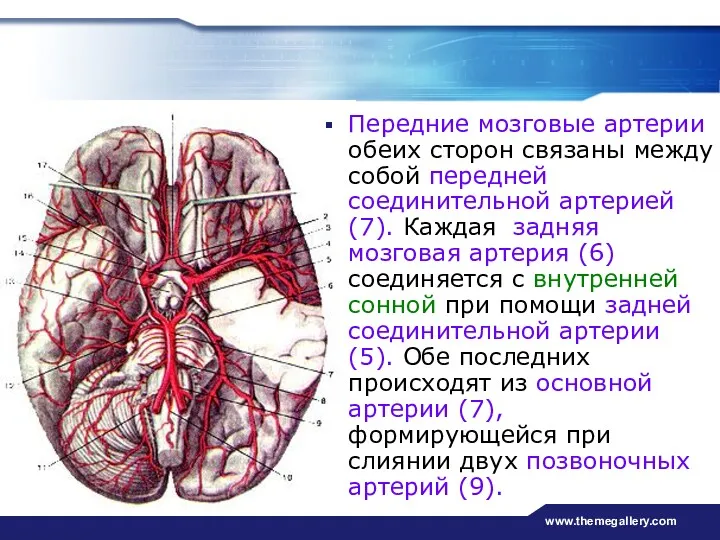 www.themegallery.com Передние мозговые артерии обеих сторон связаны между собой передней