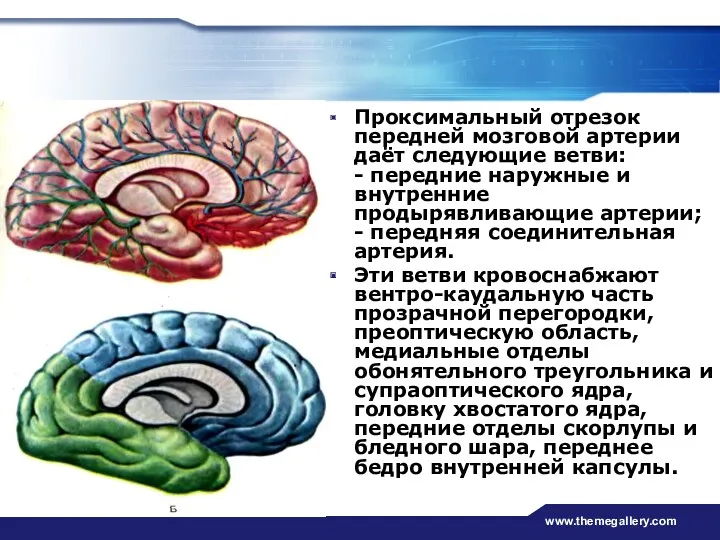 www.themegallery.com Проксимальный отрезок передней мозговой артерии даёт следующие ветви: -