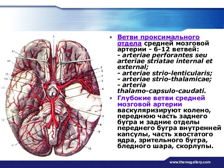 www.themegallery.com Ветви проксимального отдела средней мозговой артерии - 6-12 ветвей: