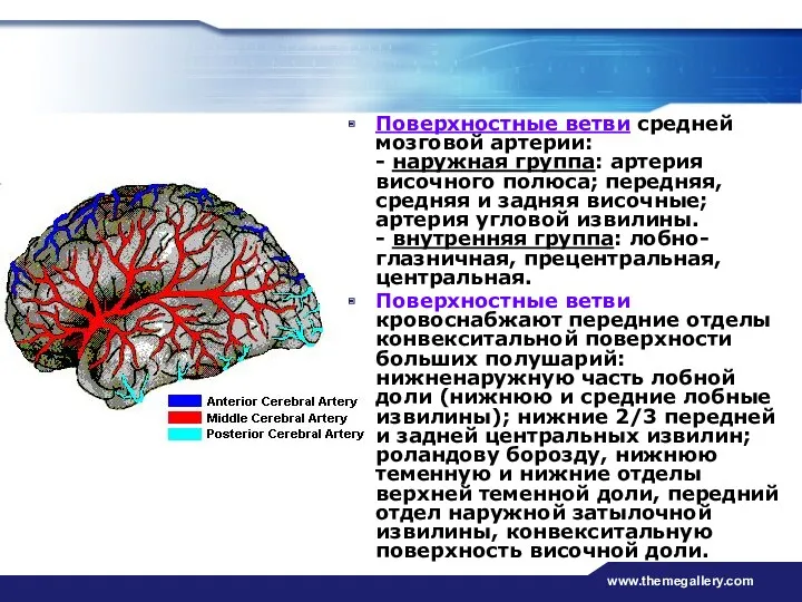 www.themegallery.com Поверхностные ветви средней мозговой артерии: - наружная группа: артерия