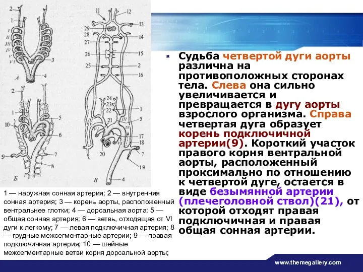 www.themegallery.com Судьба четвертой дуги аорты различна на противоположных сторонах тела.