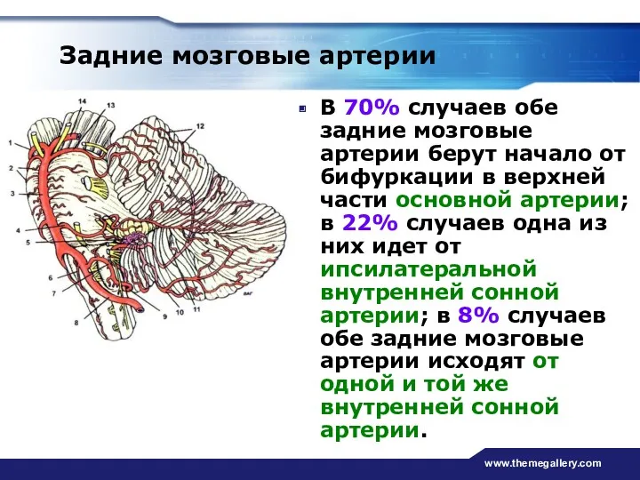 www.themegallery.com Задние мозговые артерии В 70% случаев обе задние мозговые