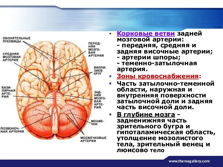 www.themegallery.com Корковые ветви задней мозговой артерии: - передняя, средняя и