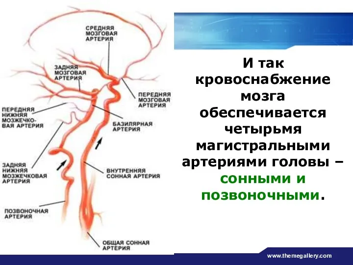 www.themegallery.com И так кровоснабжение мозга обеспечивается четырьмя магистральными артериями головы – сонными и позвоночными.