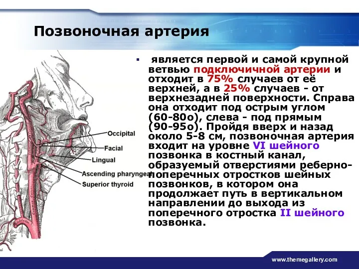 www.themegallery.com Позвоночная артерия является первой и самой крупной ветвью подключичной