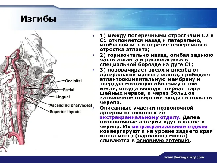 www.themegallery.com Изгибы 1) между поперечными отростками С2 и С1 отклоняется