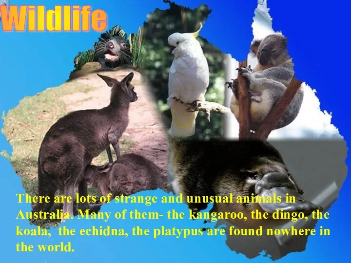 Wildlife There are lots of strange and unusual animals in Australia. Many of