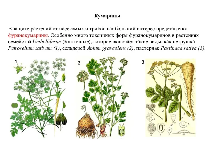Кумарины В защите растений от насекомых и грибов наибольший интерес представляют фуранокумарины. Особенно