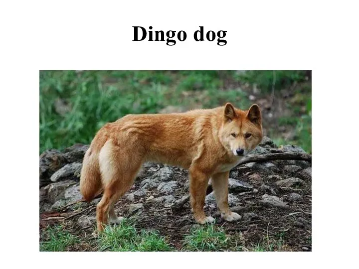 Dingo dog