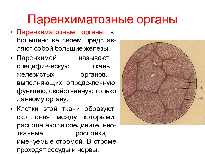 Паренхиматозные органы Паренхиматозные органы в большинстве своем представ-ляют собой большие железы. Паренхимой называют