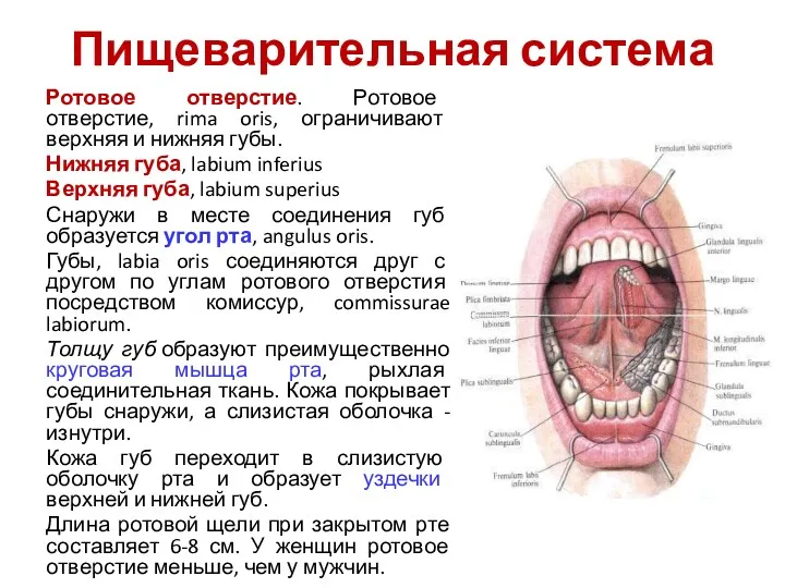 Пищеварительная система Ротовое отверстие. Ротовое отверстие, rima oris, ограничивают верхняя и нижняя губы.