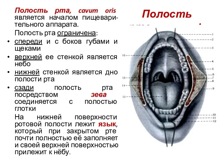 Полость рта, cavum oris Полость рта, cavum oris является началом пищевари-тельного аппарата. Полость