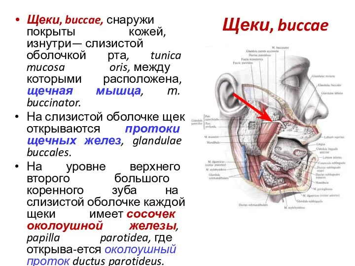 Щеки, buccae Щеки, buccae, снаружи покрыты кожей, изнутри— слизистой оболочкой рта, tunica mucosa