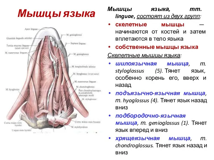 Мышцы языка Мышцы языка, тт. linguae, состоят из двух групп: скелетные мышцы —