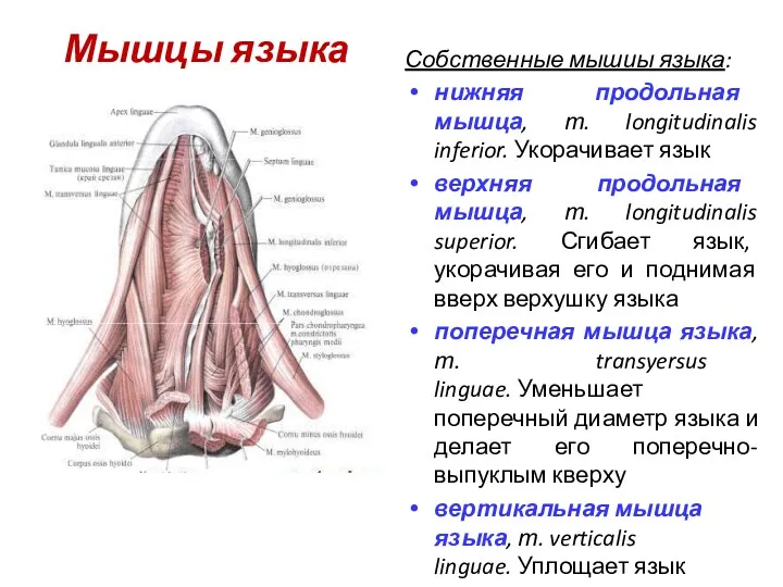 Мышцы языка Собственные мышиы языка: нижняя продольная мышца, т. longitudinalis inferior. Укорачивает язык