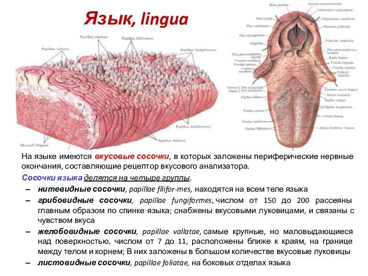 Язык, lingua На языке имеются вкусовые сосочки, в которых заложены периферические нервные окончания,