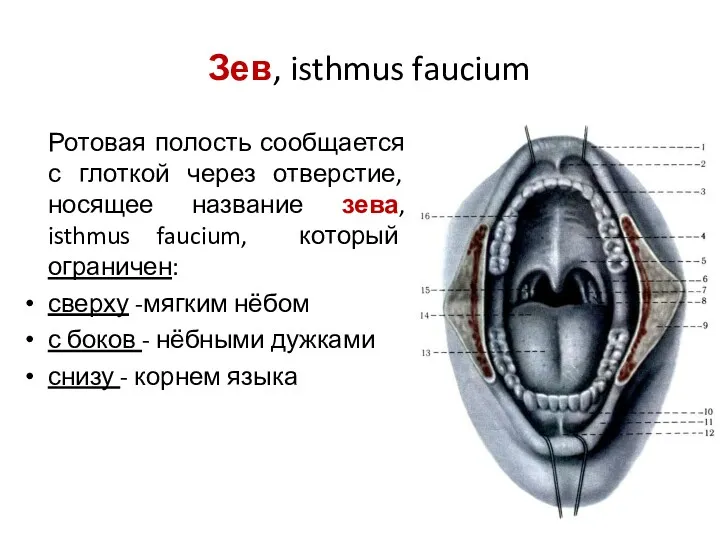 Зев, isthmus faucium Ротовая полость сообщается с глоткой через отверстие, носящее название зева,