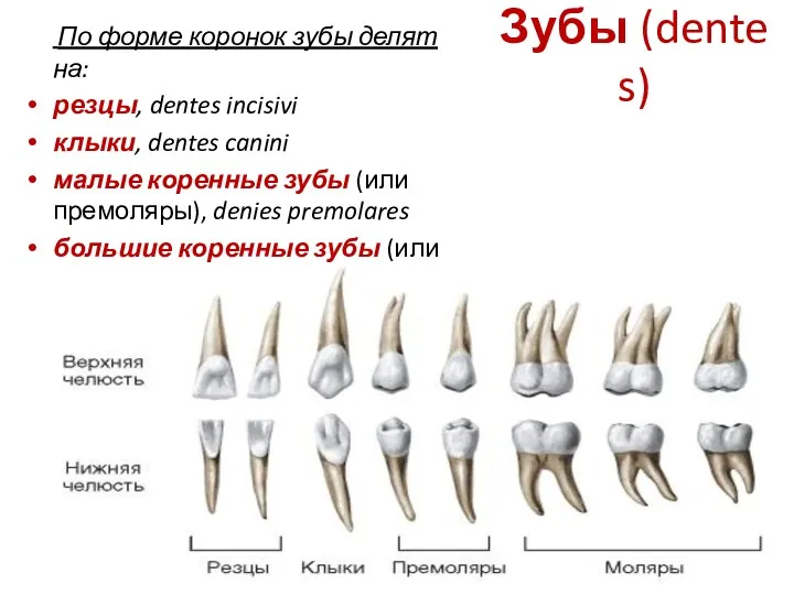 Зубы (dentes) По форме коронок зубы делят на: резцы, dentes incisivi клыки, dentes