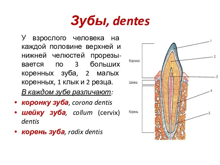 Зубы, dentes У взрослого человека на каждой половине верхней и нижней челюстей прорезы-вается