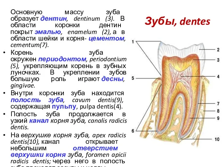 Зубы, dentes Основную массу зуба образует дентин, dentinum (3). В области коронки дентин