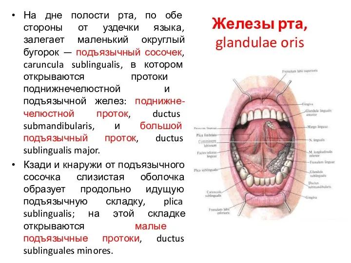 Железы рта, glandulae oris На дне полости рта, по обе стороны от уздечки
