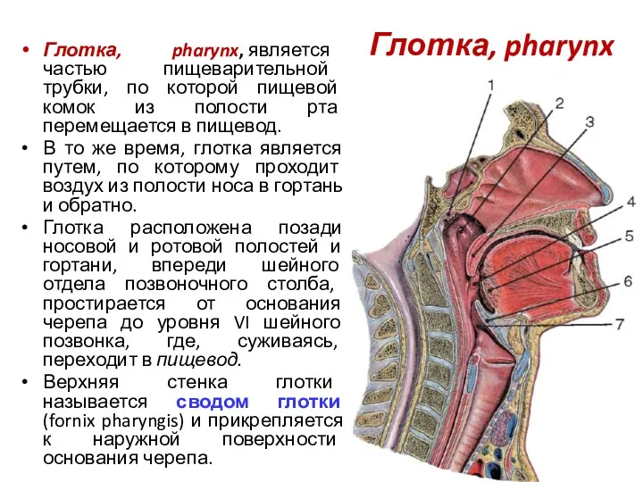 Глотка, pharynx Глотка, pharynx, является частью пищеварительной трубки, по которой пищевой комок из