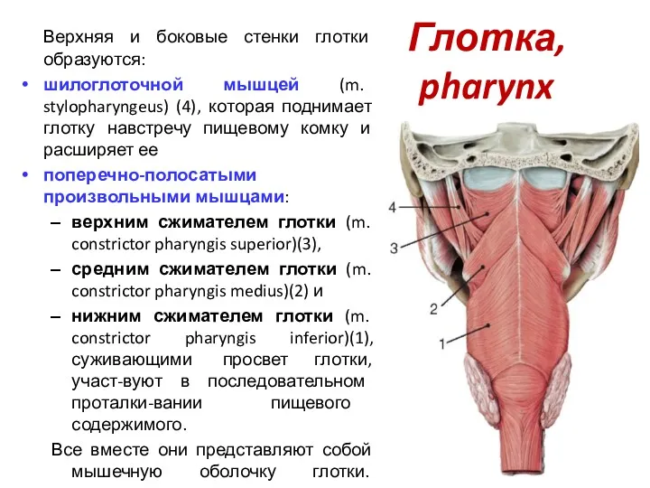 Глотка, pharynx Верхняя и боковые стенки глотки образуются: шилоглоточной мышцей (m. stylopharyngeus) (4),