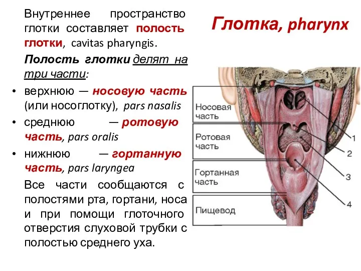 Глотка, pharynx Внутреннее пространство глотки составляет полость глотки, cavitas pharyngis. Полость глотки делят