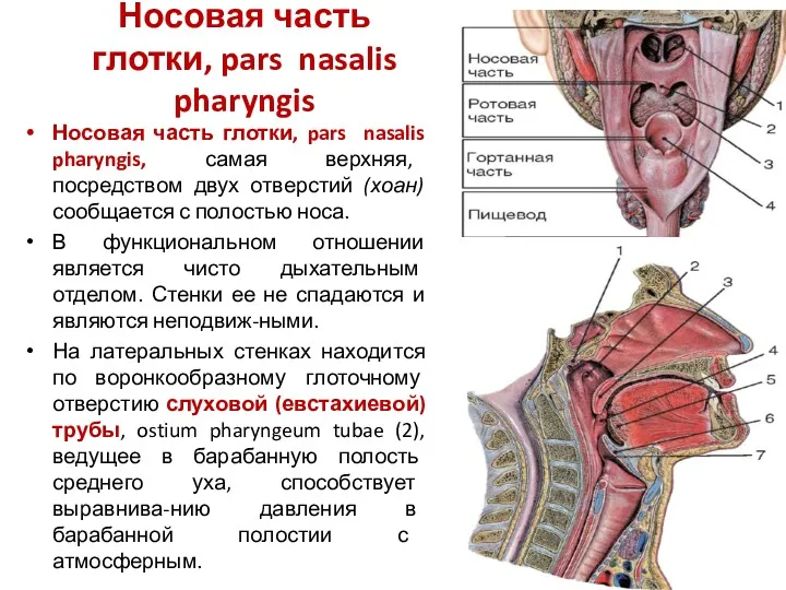 Носовая часть глотки, pars nasalis pharyngis Носовая часть глотки, pars nasalis pharyngis, самая