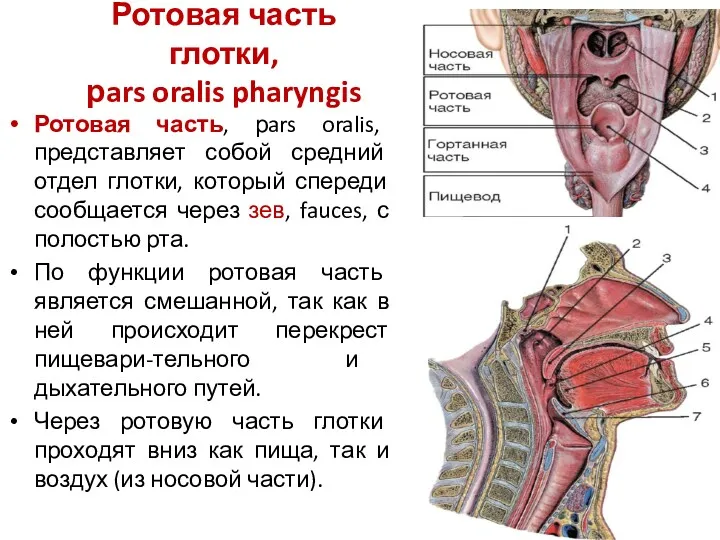 Ротовая часть глотки, рars oralis pharyngis Ротовая часть, рars oralis, представляет собой средний