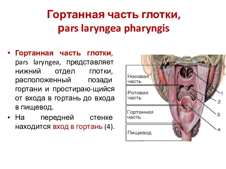 Гортанная часть глотки, рars laryngea pharyngis Гортанная часть глотки, рars laryngea, представляет нижний