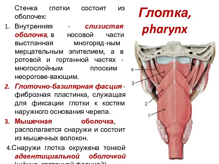 Глотка, pharynx Стенка глотки состоит из оболочек: Внутренняя - слизистая оболочка, в носовой