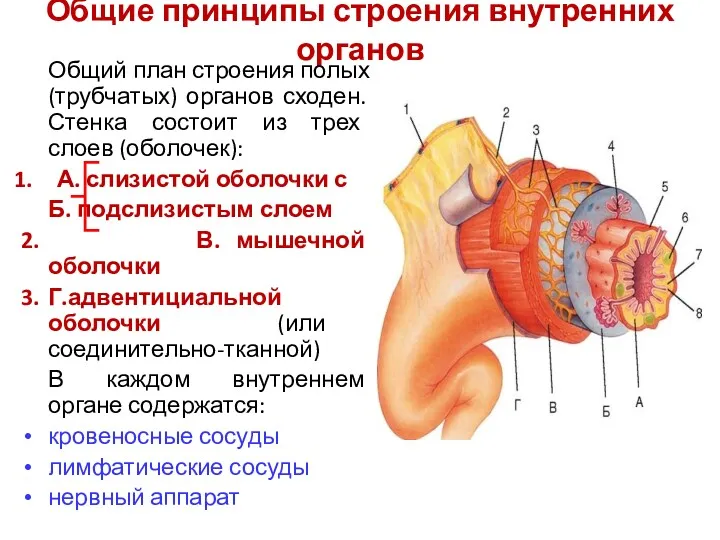 Общие принципы строения внутренних органов Общий план строения полых (трубчатых) органов сходен. Стенка
