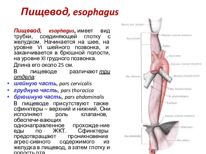 Пищевод, esophagus Пищевод, esophagus, имеет вид трубки, соединяющей глотку с желудком. Начинается на