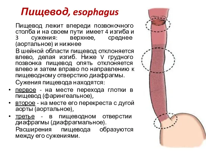 Пищевод, esophagus Пищевод лежит впереди позвоночного столба и на своем пути имеет 4